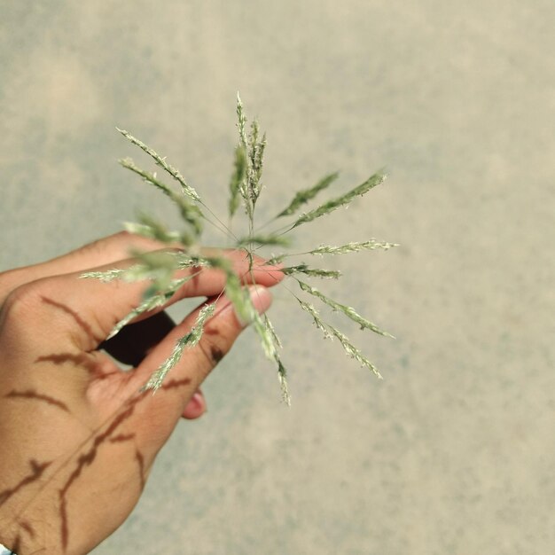 Photo close-up of hand holding plant