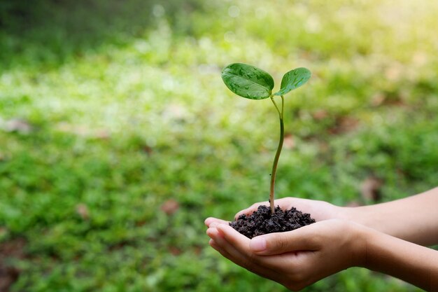 Close-up of hand holding plant