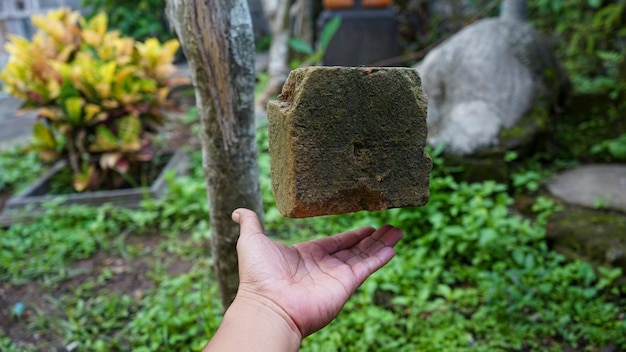 Close-up of hand holding plant