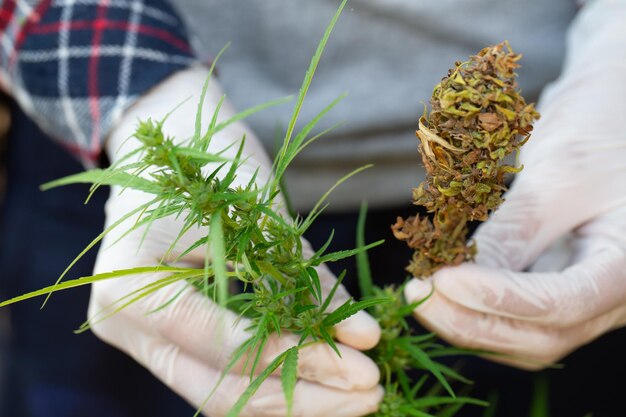 Close-up of hand holding plant