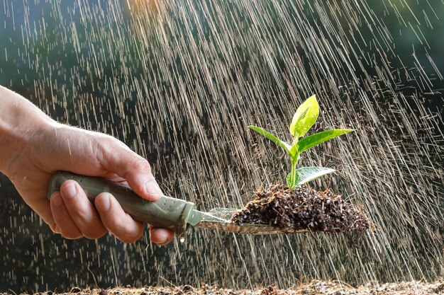 Photo close-up of hand holding plant