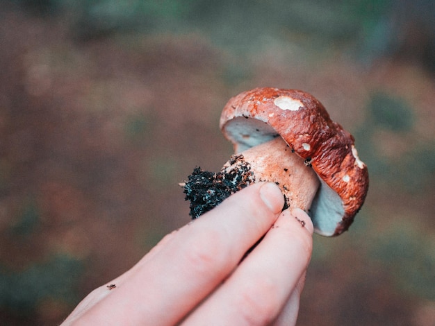 Foto close-up di un fungo porcini tenuto in mano