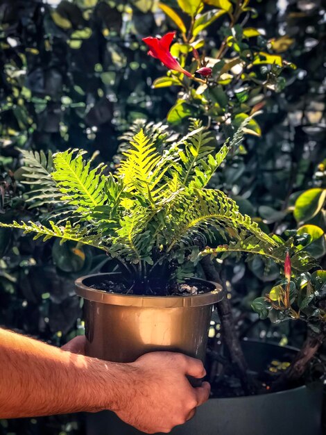 Foto close-up di una pianta di felce in vaso tenuta in mano