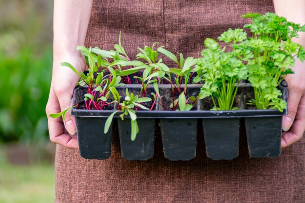 Photo close-up of hand holding potted plant