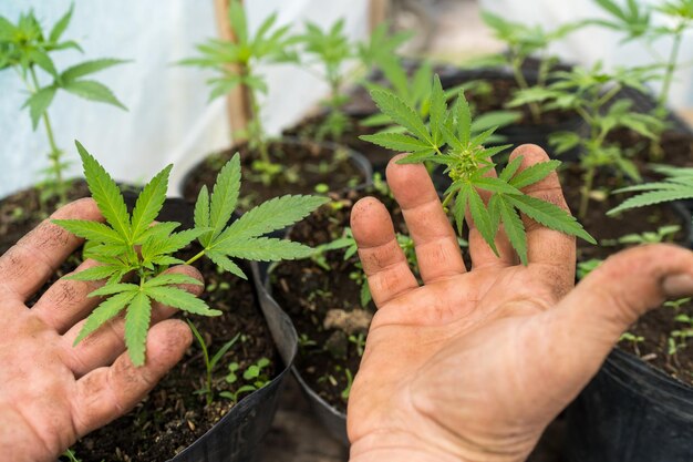 Photo close-up of hand holding potted plant