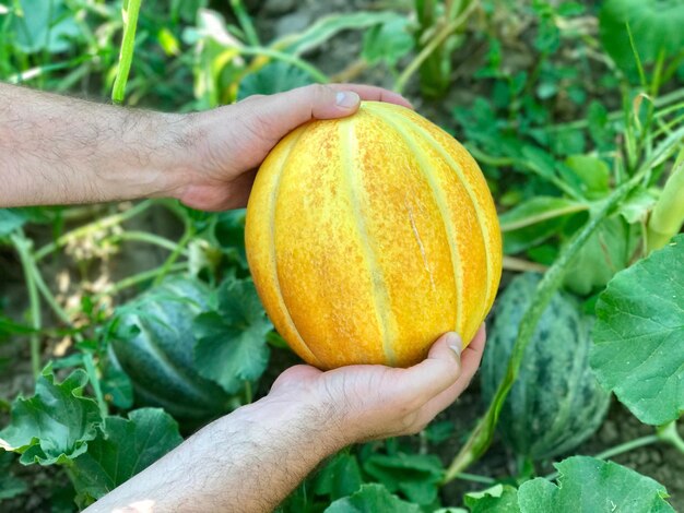 Close-up of hand holding pumpkin