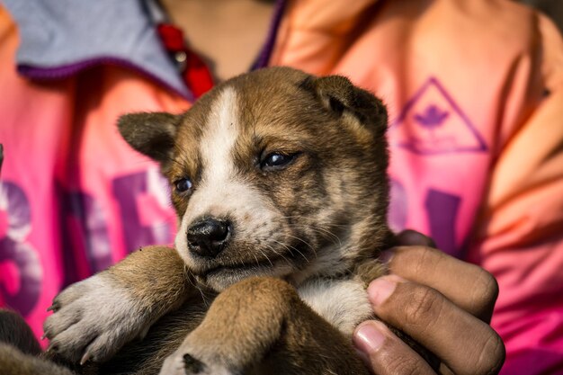 Photo close-up of hand holding puppy