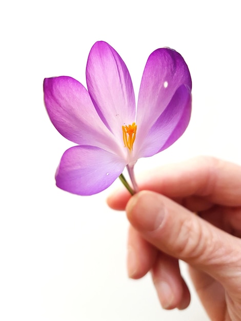 Photo close-up of hand holding purple flower against white background