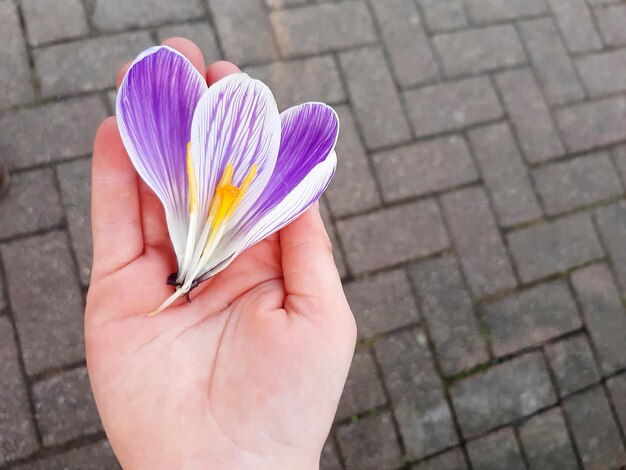 Close-up of hand holding purple flower