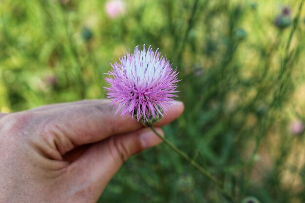 Photo close-up of hand holding purple flower