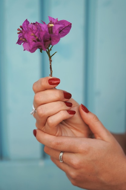 Photo close-up of hand holding purple flower