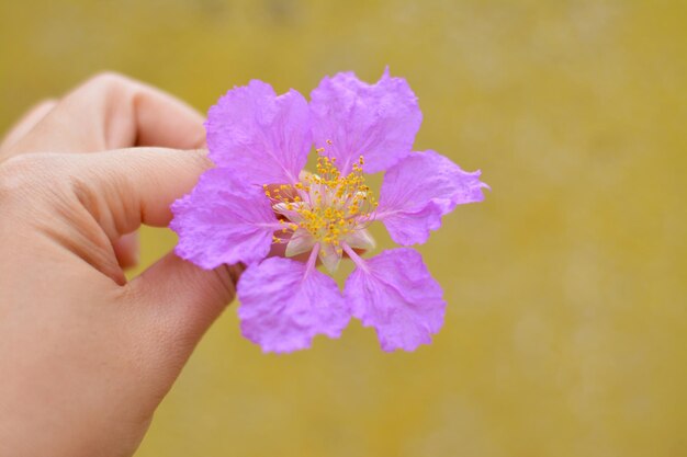 Photo close-up of hand holding purple flower