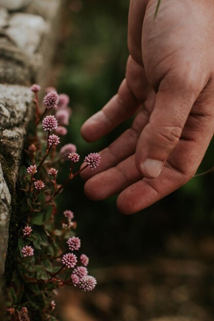 Close-up of hand holding purple flowering plant