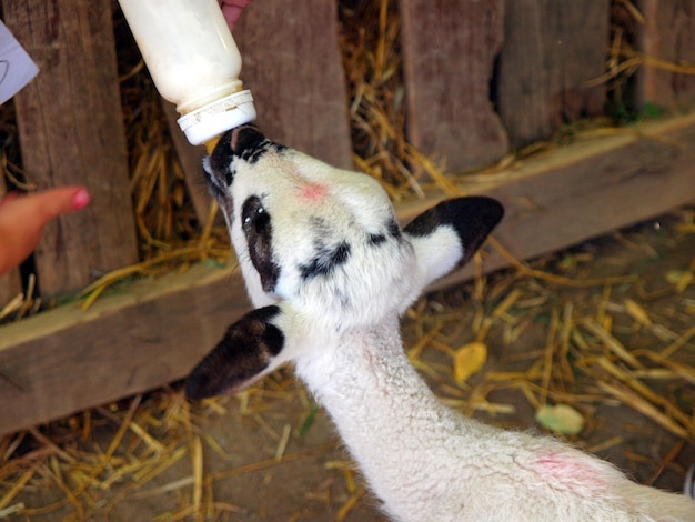 Foto close-up di un coniglio che tiene la mano