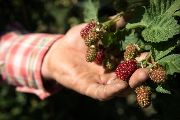 close-up of hand holding raspberries