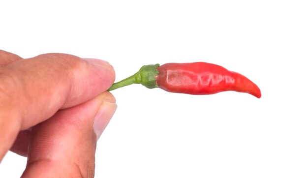 Close-up of hand holding red chili over white background