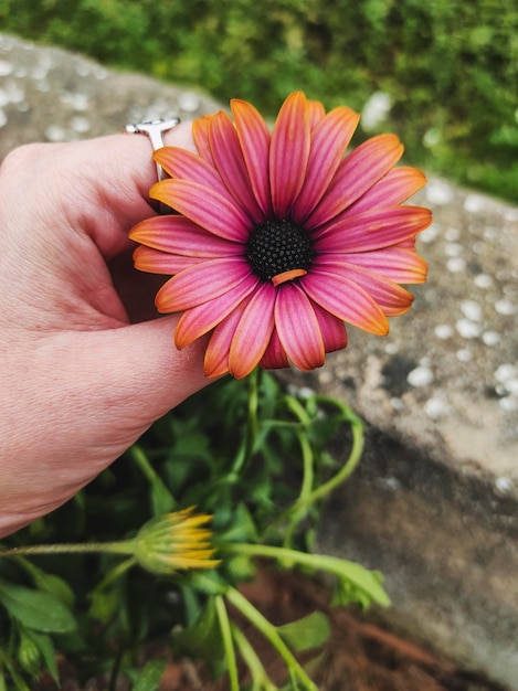 Foto close-up di una mano che tiene un fiore rosso
