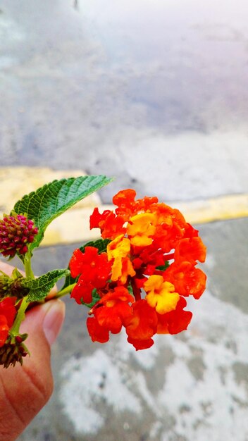 Close-up of hand holding red flowering plant