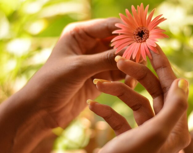 Photo close-up of hand holding red flowering plant