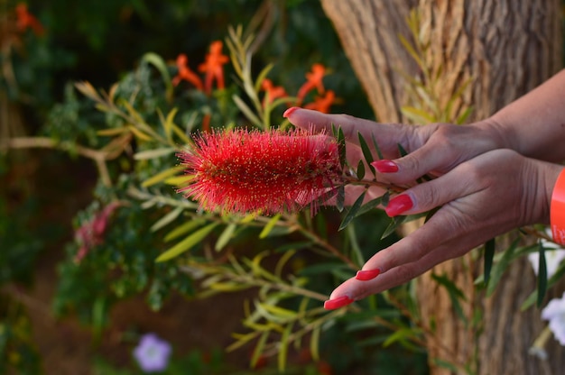 Foto close-up di una mano che tiene dei fiori rossi