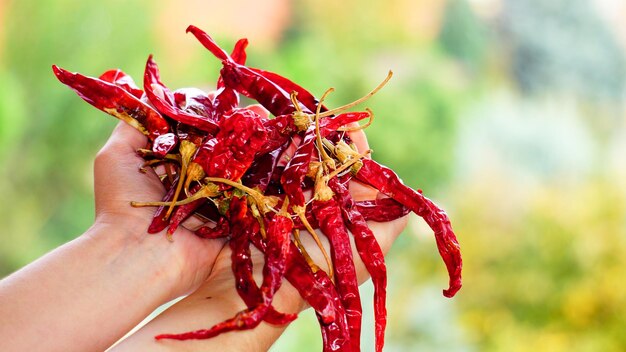 Close-up of hand holding red leaf