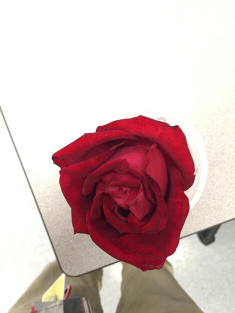 Photo close-up of hand holding red rose