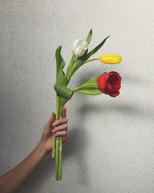 close-up of hand holding red tulip against wall