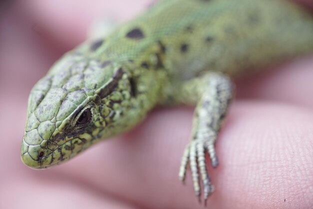 Foto close-up di un rettile che tiene la mano