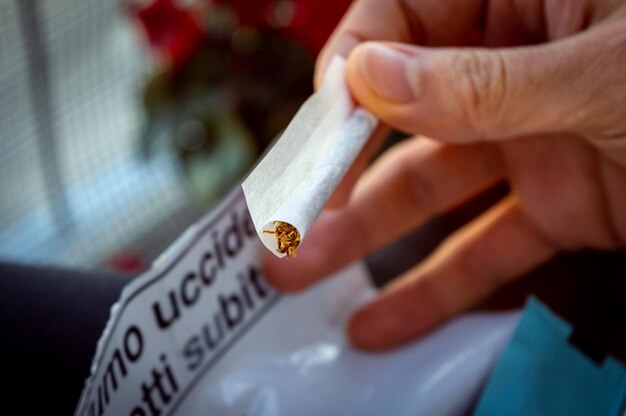 Photo close-up of hand holding  and rolling a tobacco cigarette