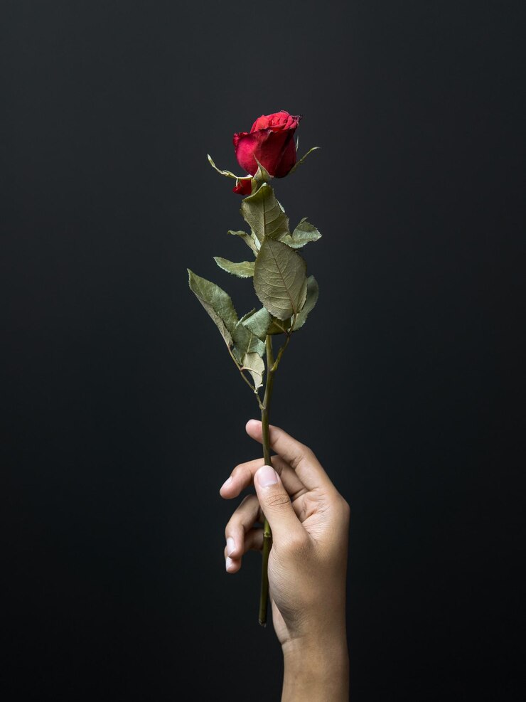 Close-up of hand holding rose against black background