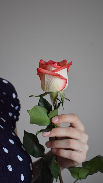 Close-up of hand holding rose against white background