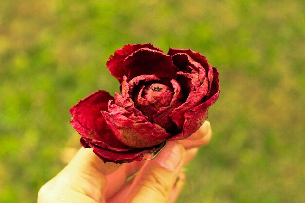 Photo close-up of hand holding rose