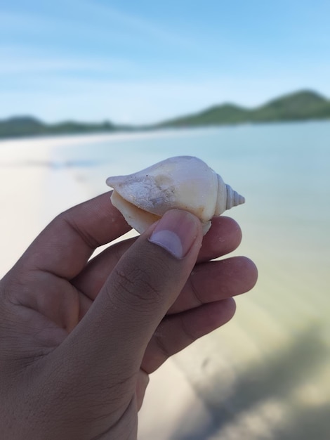 Close-up of hand holding seashell at beach