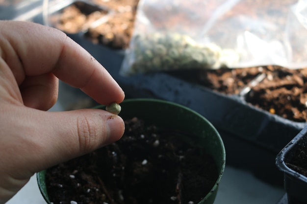 鉢の植物の上に手で種を握るクローズアップ