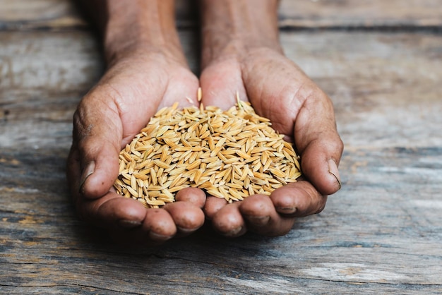 Close up hand holding on seed SeedingSeedlingAgriculture rice seed