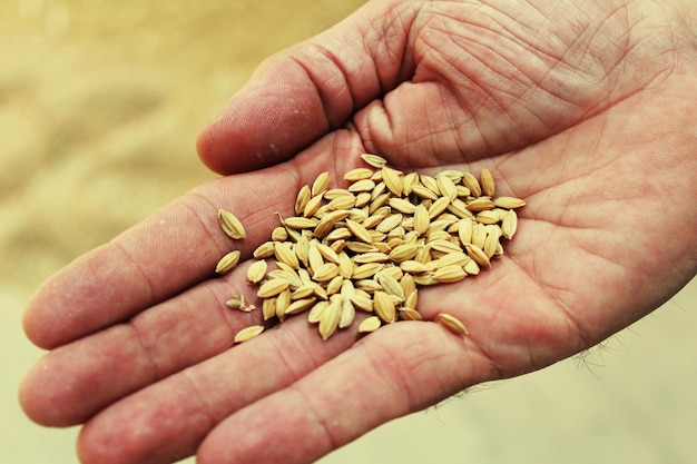 Photo close-up of hand holding seed