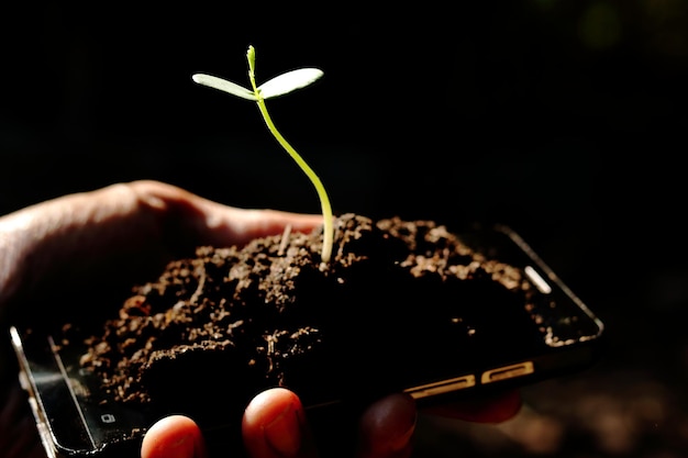 Photo close-up of hand holding seedling