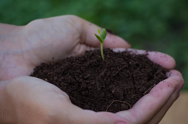 Photo close-up of hand holding seedling