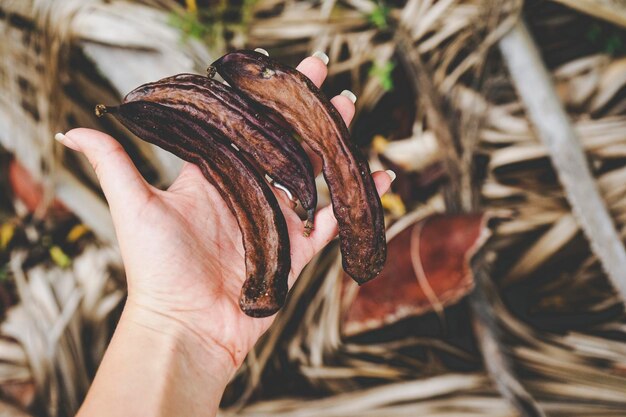 Foto prossimo piano di una conchiglia a mano