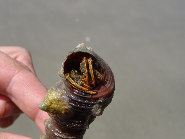 Close-up of hand holding a shell