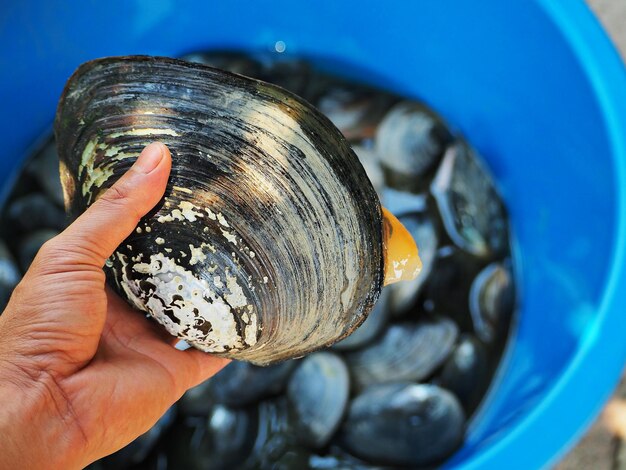 Close-up of hand holding shell