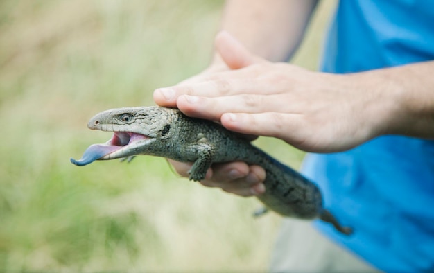 Foto close-up di un skink che tiene la mano