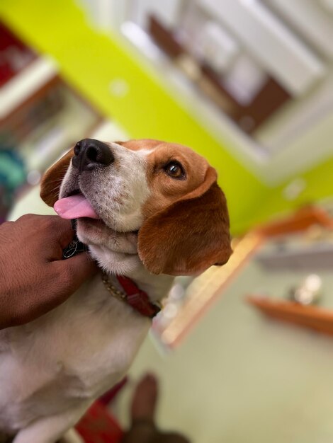 Close-up of hand holding small dog