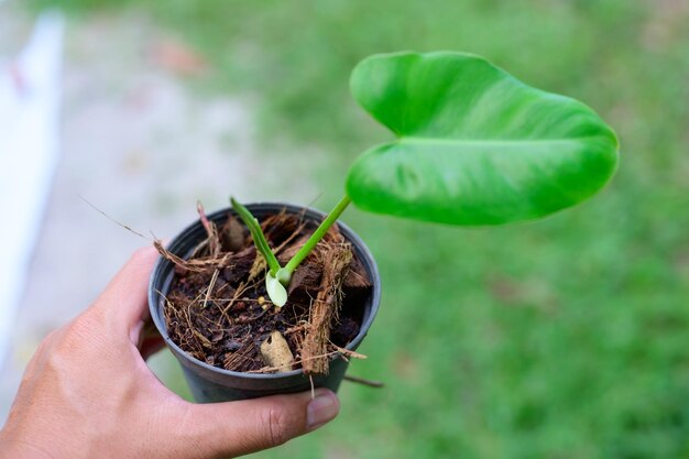 Close-up of hand holding small plant