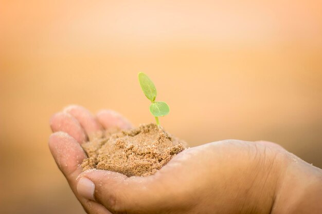 Close-up of hand holding small plant