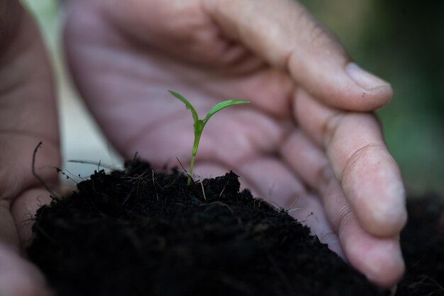 Close-up of hand holding small plant