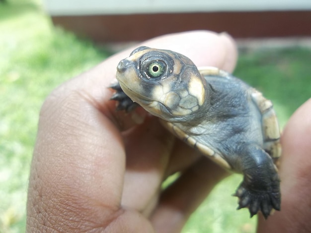 Foto close-up di una mano che tiene una piccola tartaruga all'aperto