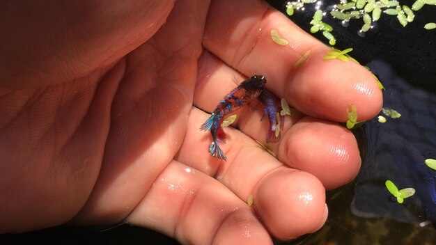 Close-up of hand holding small