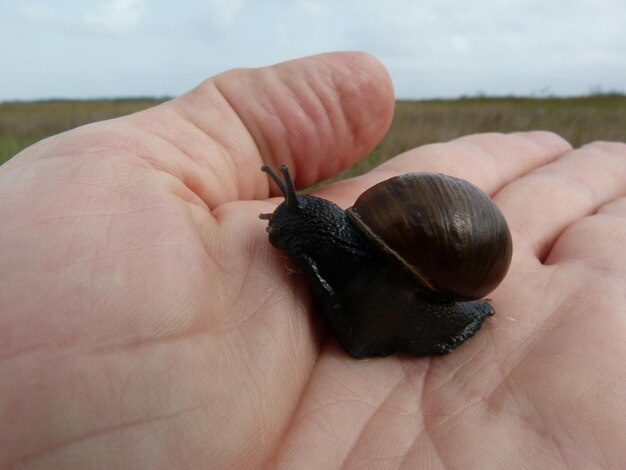 Photo close-up of hand holding snail