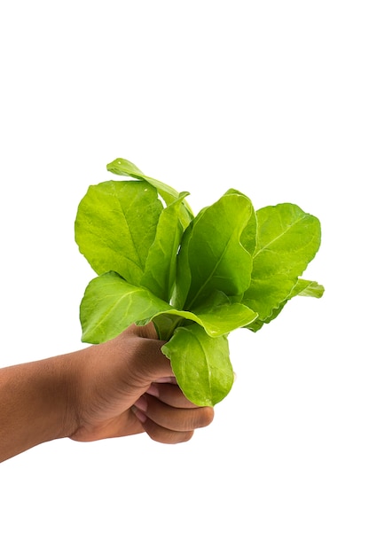 Close up of hand holding spinach  on white background